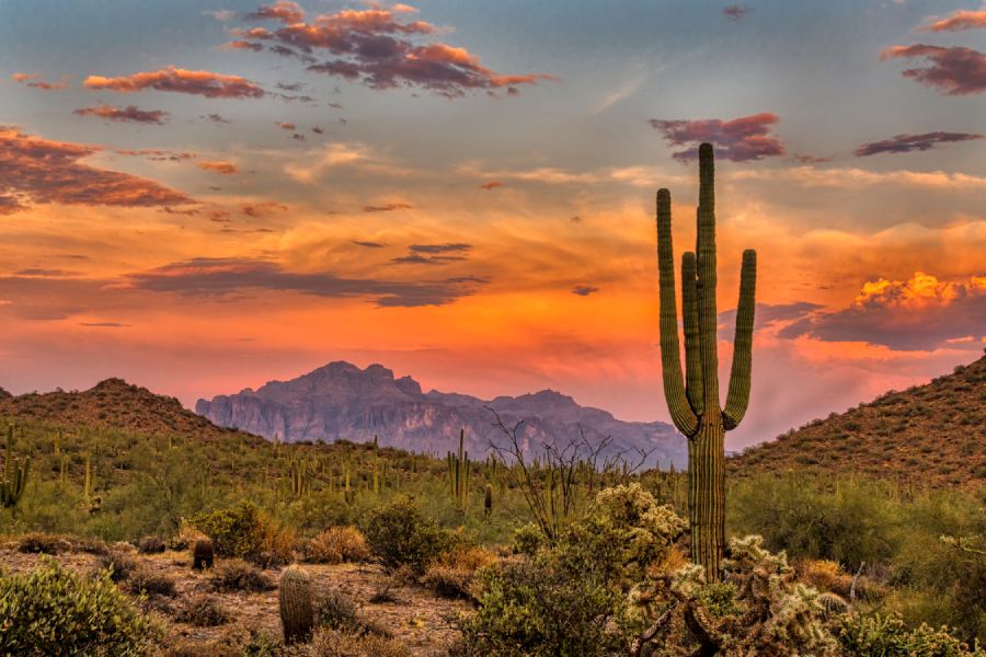 Sunset in the Sonoran desert with a saguaro cactus